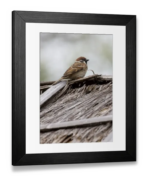 Framed Print : Tree Sparrow (Passer montanus malaccensis) Framed Print : Tree Sparrow (Passer montanus malaccensis)