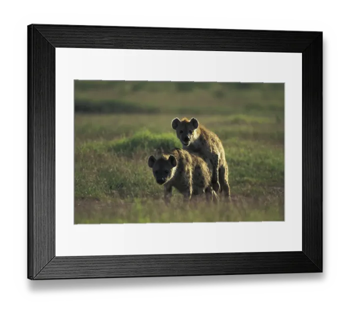 Framed Print : Spotted Hyaena (Crocuta crocuta)