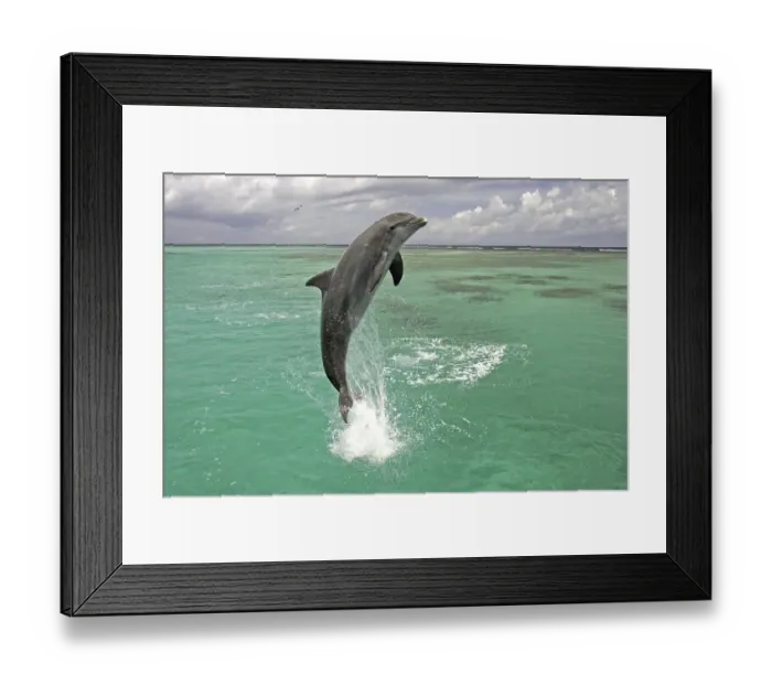 Framed Print : Bottle-nosed Dolphin (Tursiops truncatus) Framed Print : Bottle-nosed Dolphin (Tursiops truncatus)