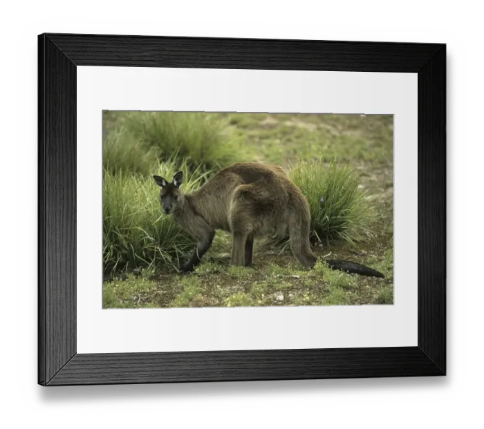 Framed Print : Western Grey Kangaroo (Macropus fuliginosus) Framed Print : Western Grey Kangaroo (Macropus fuliginosus)