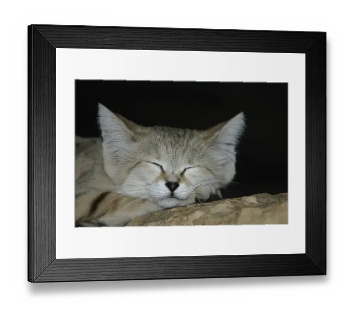 Framed Print : Sand Cat (Felis margarita), adult