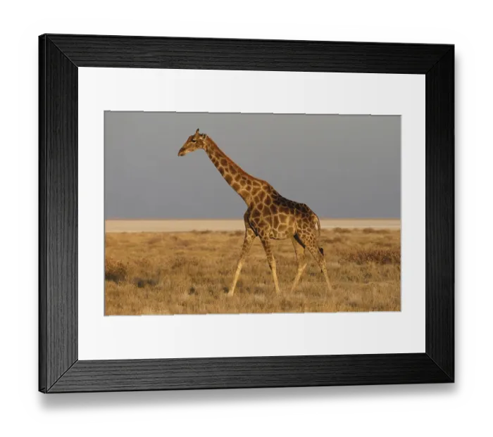 Framed Print : Giraffe (Giraffa camelopardalis)