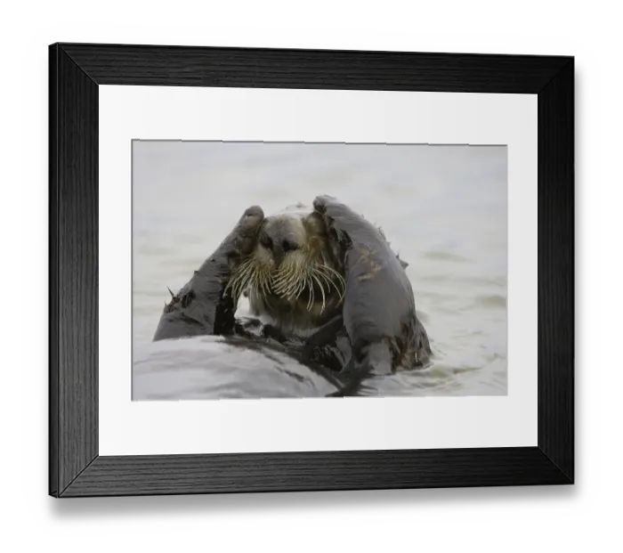 Framed Print : Sea Otter (Enhydra lutris), adult Framed Print : Sea Otter (Enhydra lutris), adult