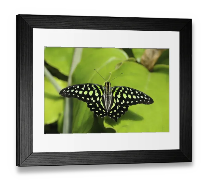 Framed Print : Tailed Jay Butterfly (Graphium agamamnon)