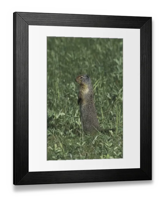 Framed Print : Columbian Ground Squirrel (Spermophilus columbianus)