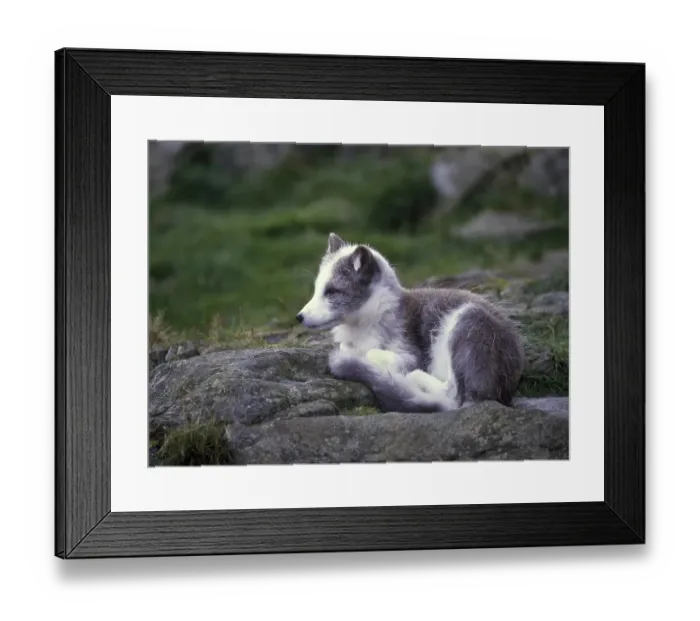 Framed Print : Arctic Fox (Alopex lagopus), lying on rock Framed Print : Arctic Fox (Alopex lagopus), lying on rock