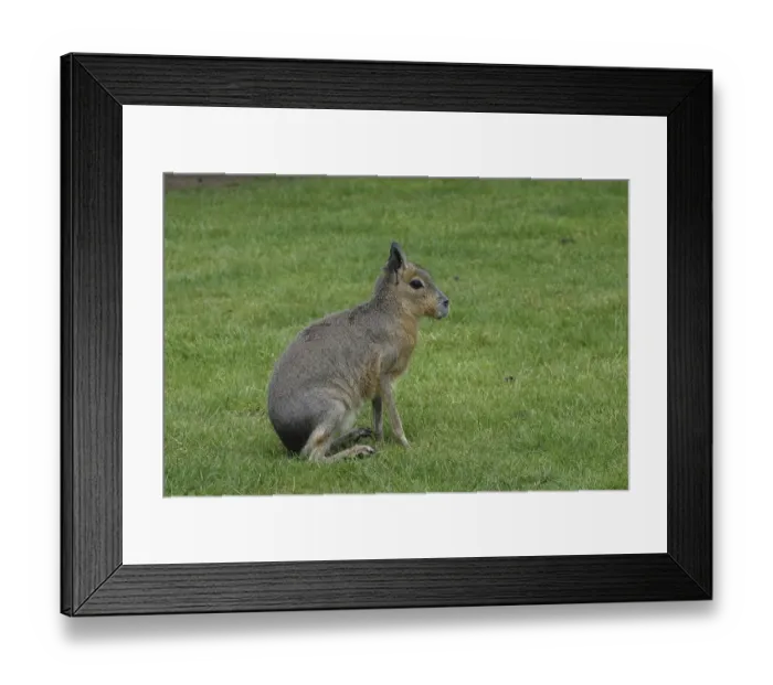 Framed Print : Mara or Patagonian Hare (Dolichotis patagonum) Framed Print : Mara or Patagonian Hare (Dolichotis patagonum)