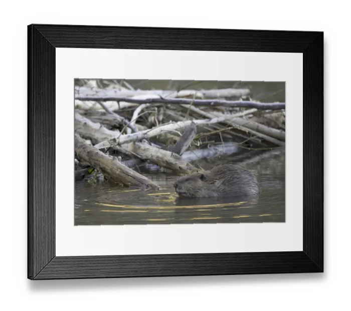 Framed Print : American Beaver (Castor canadensis)