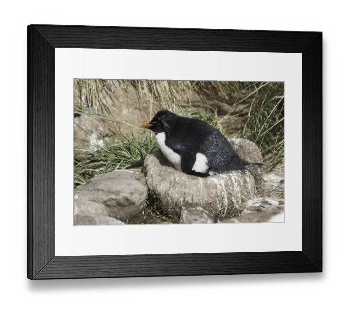 Framed Print : Rockhopper Penguins (Eudyptes chrysocome) Framed Print : Rockhopper Penguins (Eudyptes chrysocome)