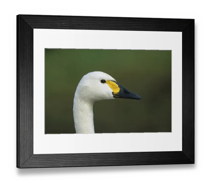 Framed Print : Eastern Berwick Swan (Cygnus columbianus jankowskii)