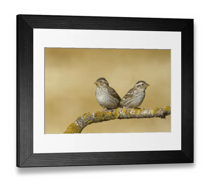 Framed Print : Rock Sparrow (Petronia petronia) Framed Print : Rock Sparrow (Petronia petronia)