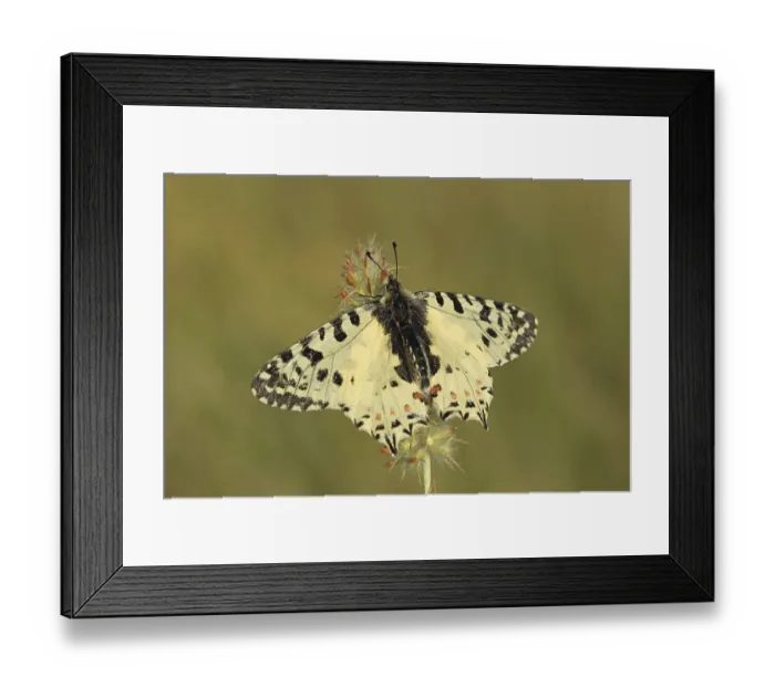 Framed Print : Eastern Festoon (Zerynthia cerisy) Framed Print : Eastern Festoon (Zerynthia cerisy)