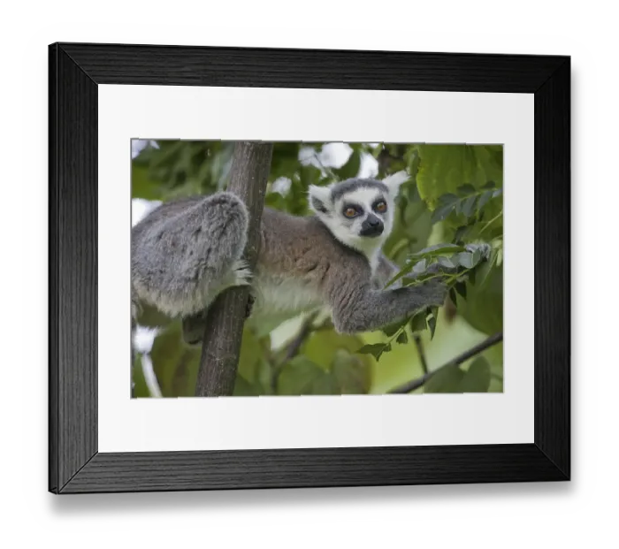 Framed Print : Ring-tailed Lemur (Lemur catta)