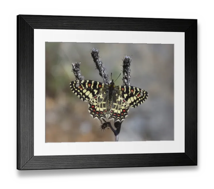 Framed Print : Spanish Festoon (Zerynthia rumina)