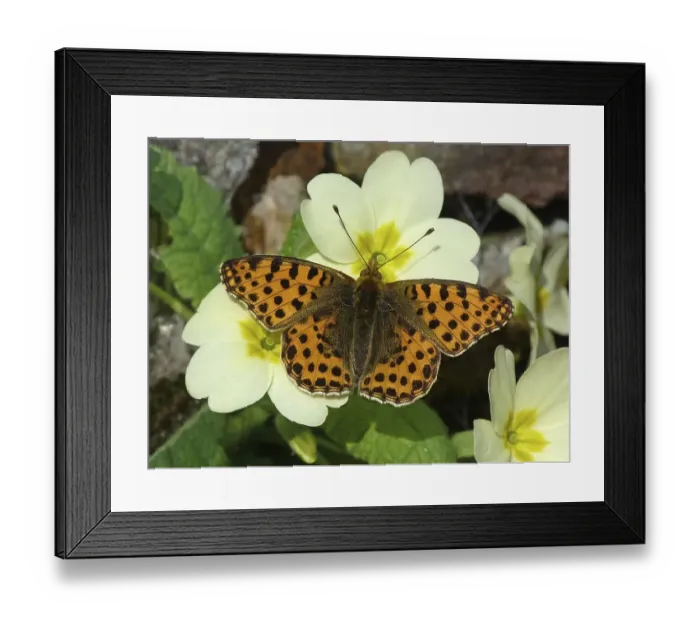 Framed Print : Queen of Spain Fritillary (Issoria lathonia)