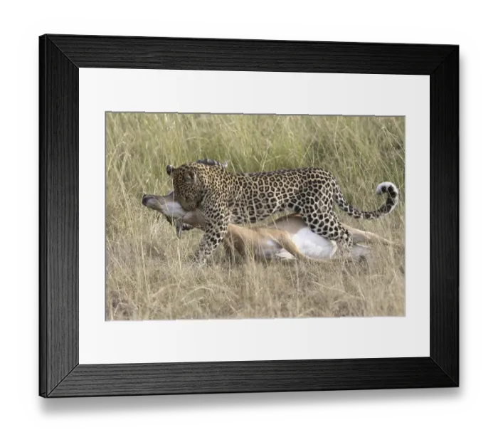 Framed Print : African Leopard (Panthera pardus pardus) adult Framed Print : African Leopard (Panthera pardus pardus) adult