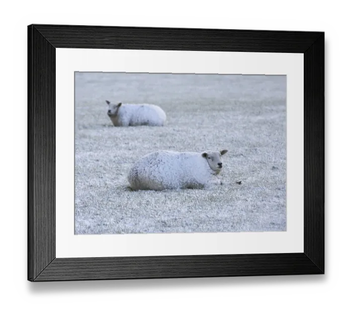 Framed Print : Domestic Sheep (Ovis aries), two adults