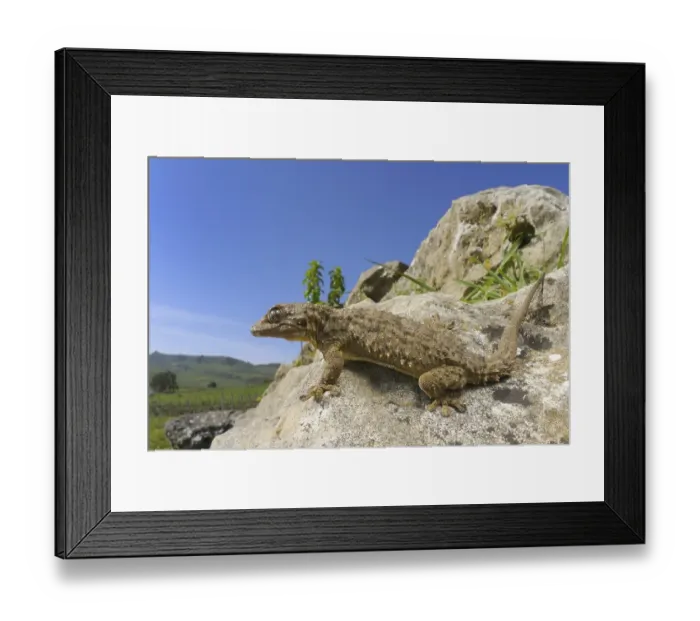 Framed Print : Moorish Gecko (Tarentola mauritanica) adult