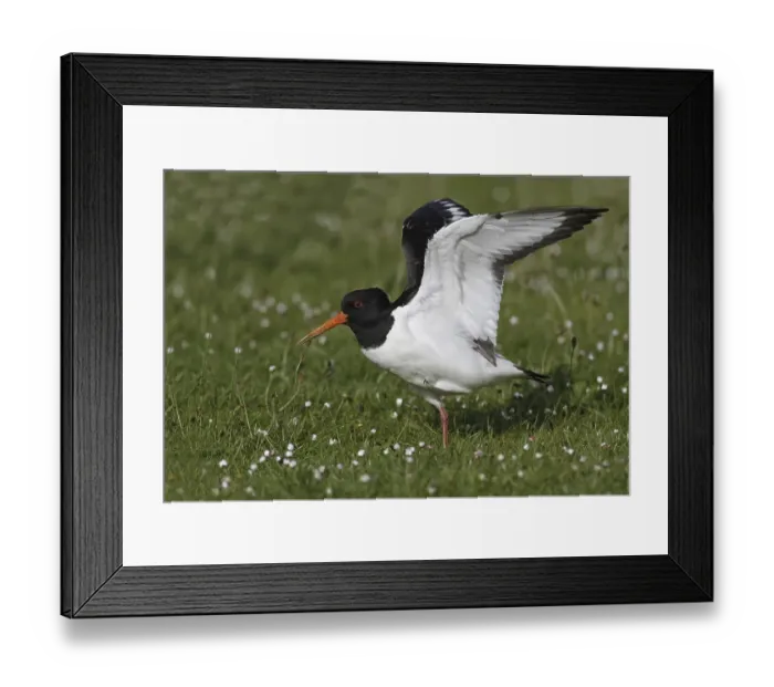 Framed Print : Eurasian Oystercatcher (Haematopus ostralegus)