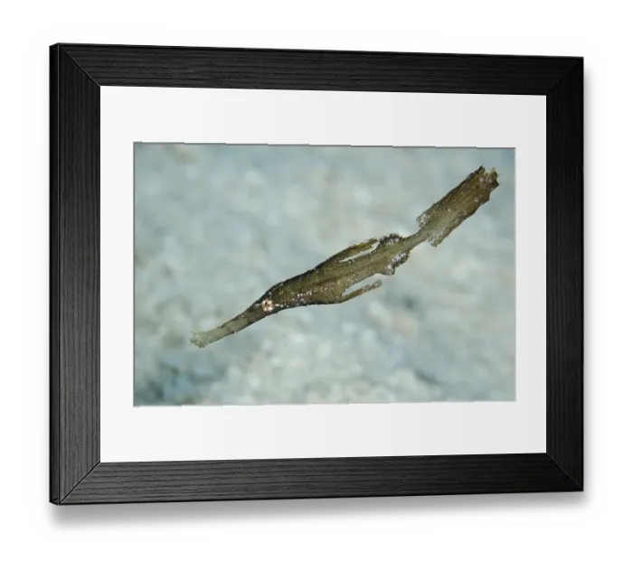 Framed Print : Robust Ghost Pipefish (Solenostomus cyanopterus) Framed Print : Robust Ghost Pipefish (Solenostomus cyanopterus)