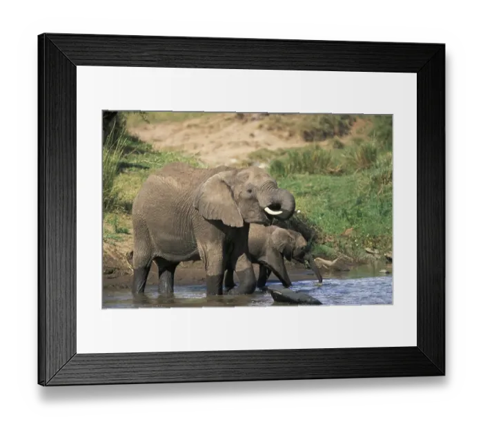 Framed Print : Elephants (Loxodonta africana)