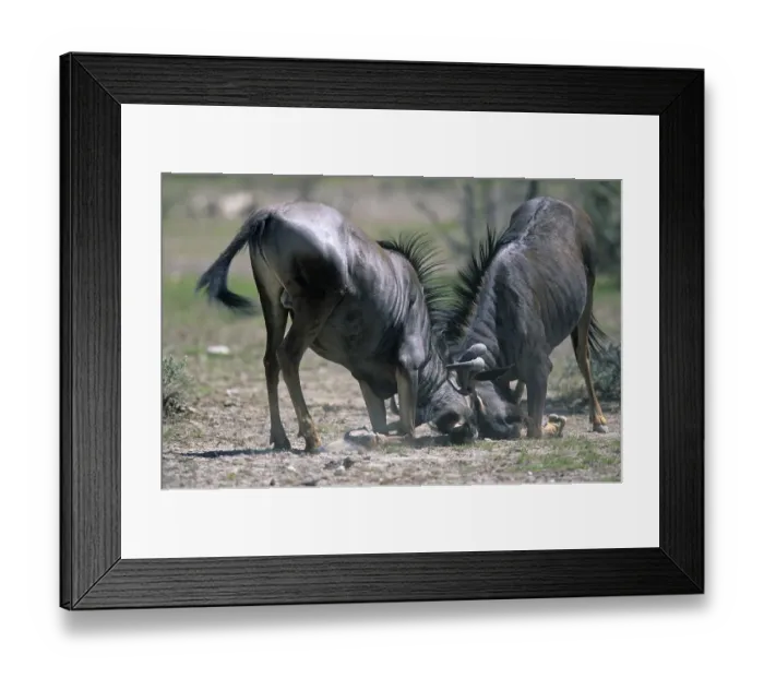 Framed Print : Blue Wildebeests (Connochaetes taurinus) fighting Framed Print : Blue Wildebeests (Connochaetes taurinus) fighting