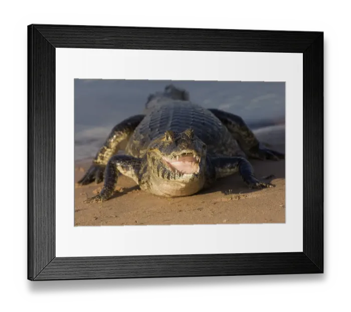 Framed Print : Yacare Caiman (Caiman yacare), Pantanal
