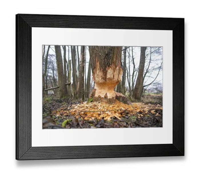 Framed Print : European beaver (Castor fiber) Framed Print : European beaver (Castor fiber)