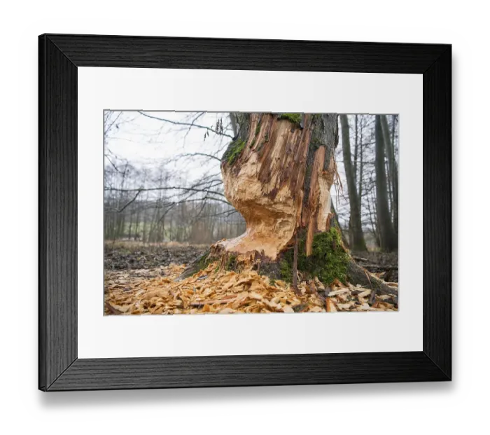 Framed Print : European beaver (Castor fiber)