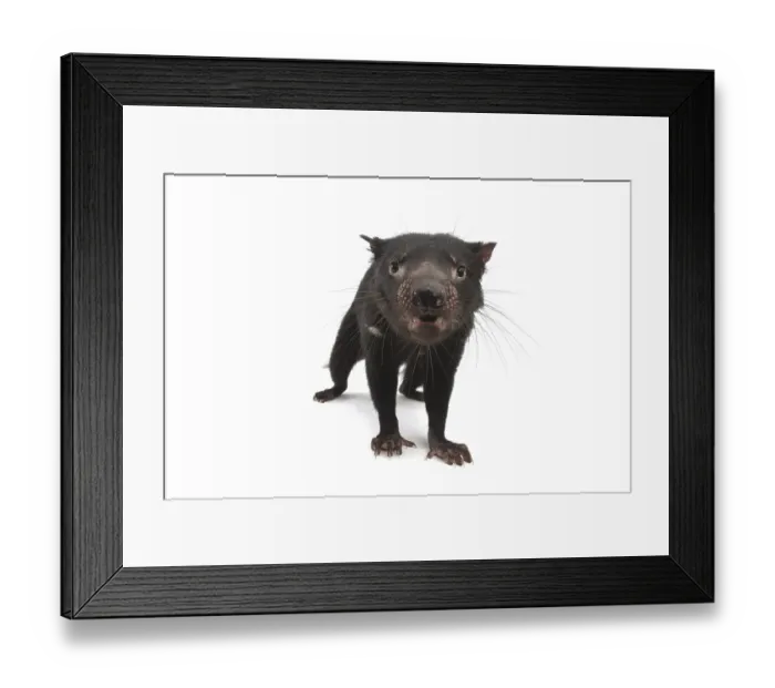 Framed Print : Tasmanian Devil (Sarcophilus harrisii)