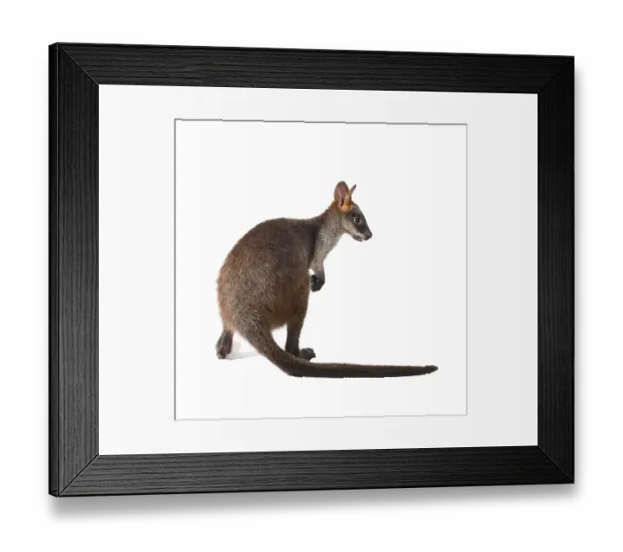 Framed Print : Swamp Wallaby (Wallabia bicolor) Framed Print : Swamp Wallaby (Wallabia bicolor)