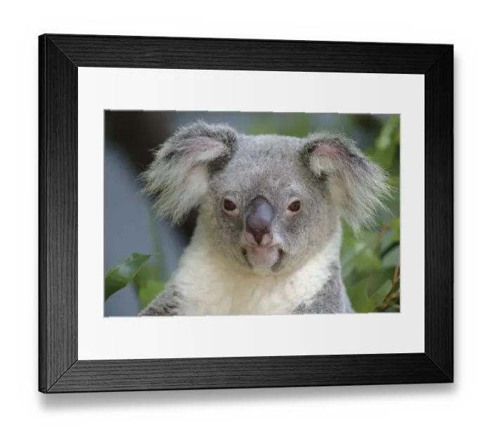 Framed Print : Koala (Phascolarctos cinereus), Australia, Oceania Framed Print : Koala (Phascolarctos cinereus), Australia, Oceania
