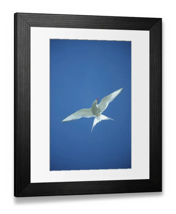 Framed Print : Arctic tern (Sterna paradisaea)