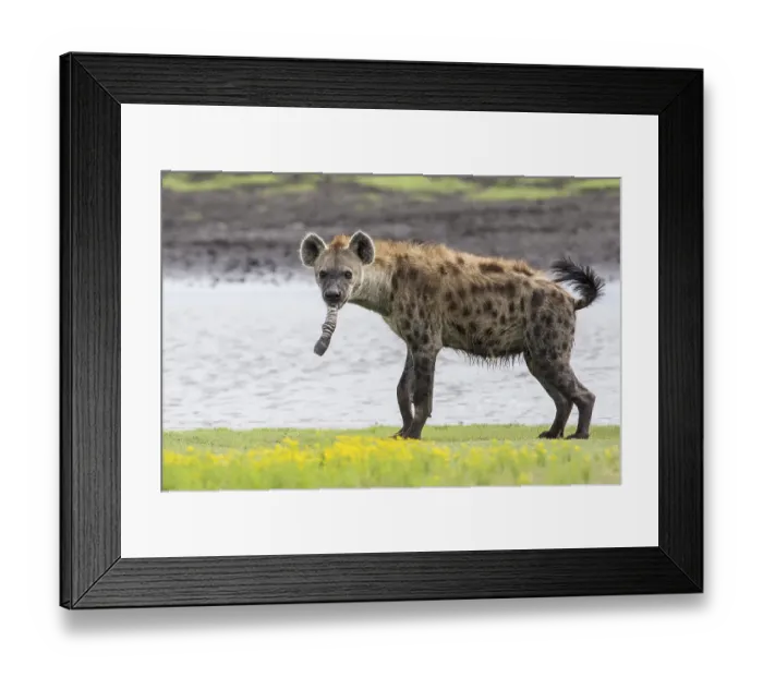 Framed Print : Spotted Hyena (Crocuta crocuta) with foot of prey Framed Print : Spotted Hyena (Crocuta crocuta) with foot of prey