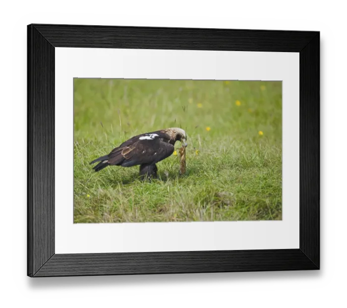 Framed Print : Eastern Imperial Eagle (Aquila heliaca) with prey Framed Print : Eastern Imperial Eagle (Aquila heliaca) with prey
