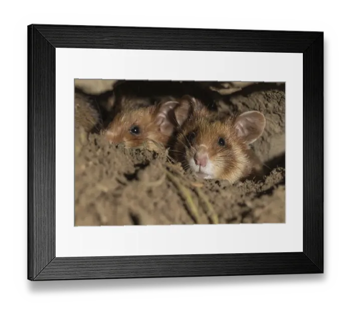 Framed Print : European Hamster (Cricetus cricetus)