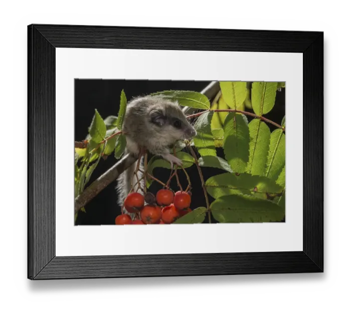 Framed Print : Branch of rowan (Sorbus aucuparia) with Forest dormouse (Dryomys nitedula)