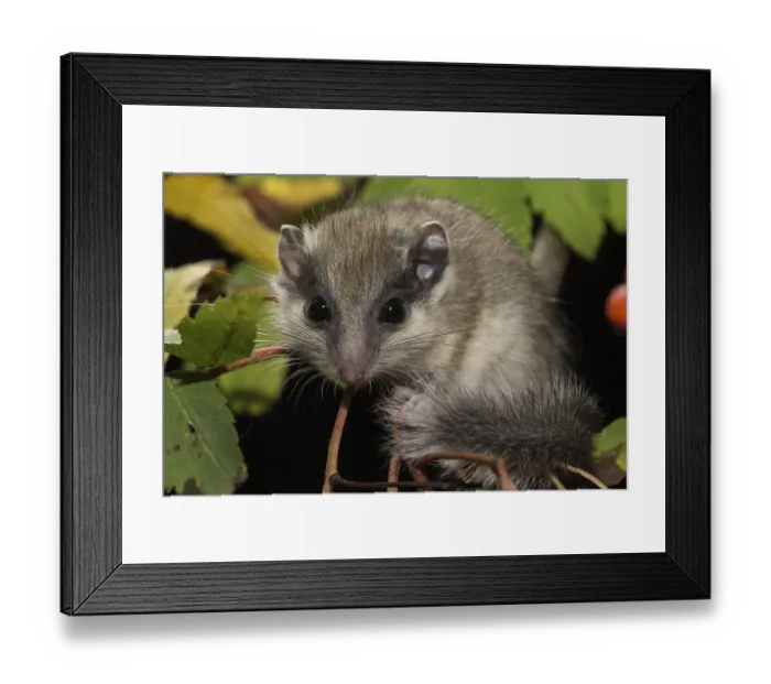 Framed Print : Tree dormouse, juvenile, on branch of rowan (Sorbus aucuparia) with fruit