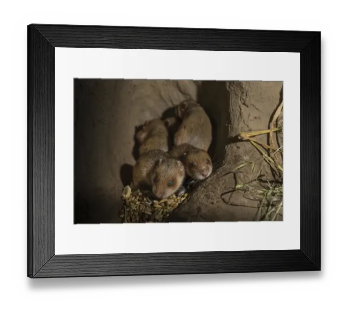 Framed Print : European Hamster (Cricetus cricetus)