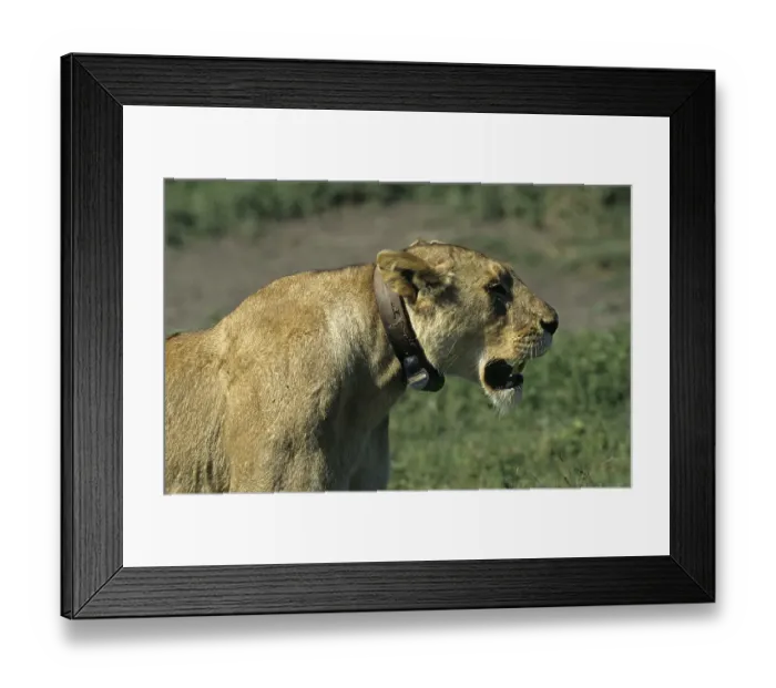 Framed Print : African Lion Niche Lioness, Lions (Panthera leo)