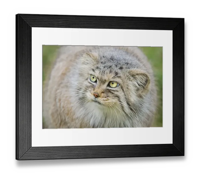 Framed Print : Pallas's Cat (Felis manul) adult Framed Print : Pallas's Cat (Felis manul) adult
