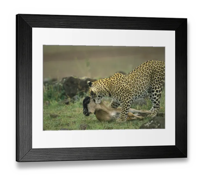 Framed Print : African Leopard Niche leopards (Panthera pardus) Framed Print : African Leopard Niche leopards (Panthera pardus)