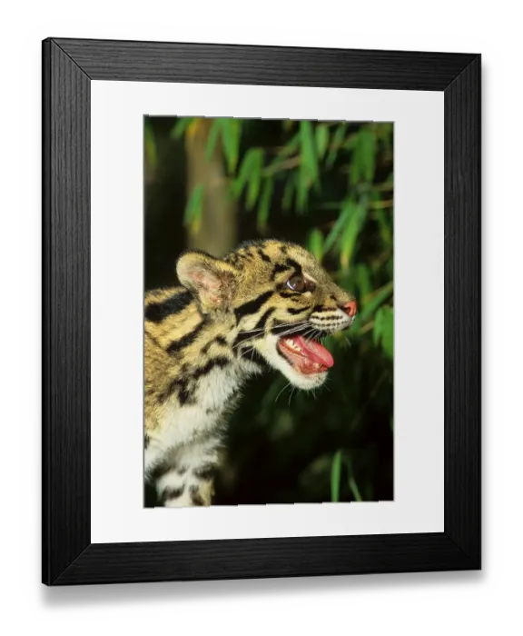 Framed Print : Clouded leopard (Neofelis nebulosa)