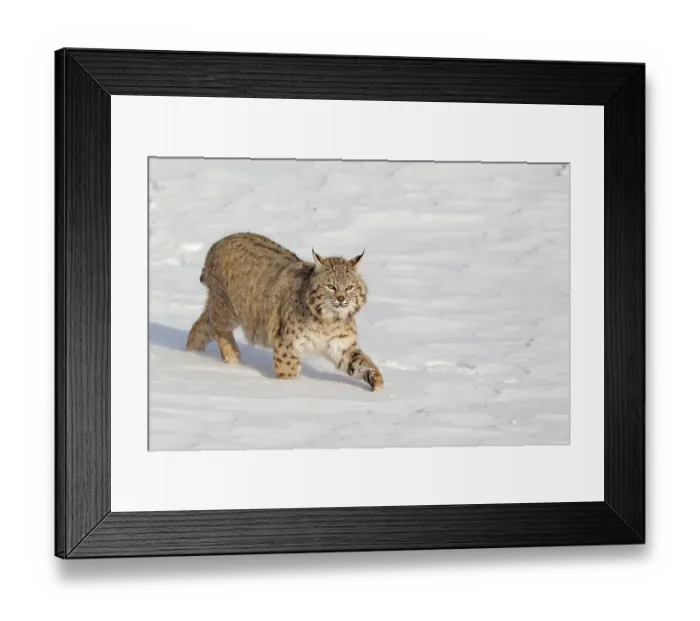 Framed Print : Bobcat (Lynx rufus) adult, walking in snow