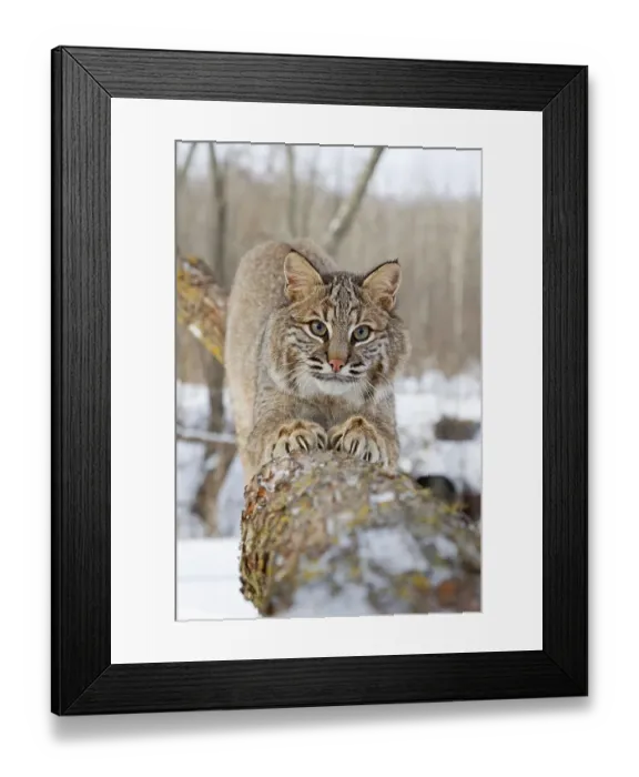 Framed Print : Bobcat (Lynx rufus) adult, scratching claws on tree branch Framed Print : Bobcat (Lynx rufus) adult, scratching claws on tree branch