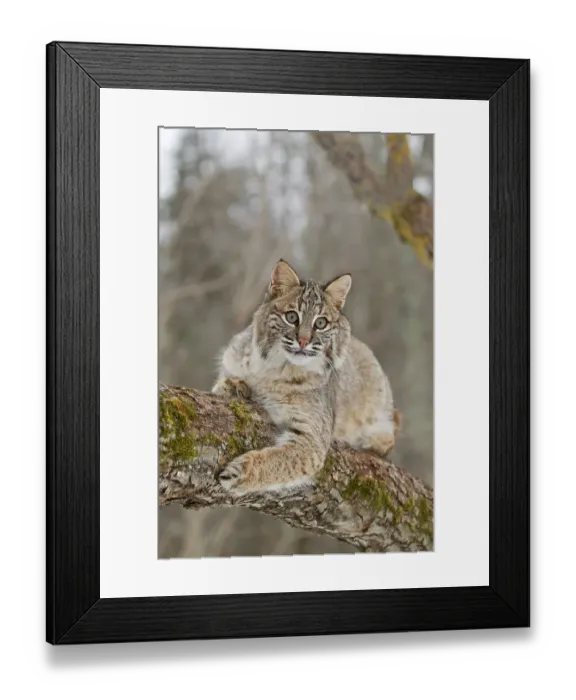 Framed Print : Bobcat (Lynx rufus) adult, resting on tree branch