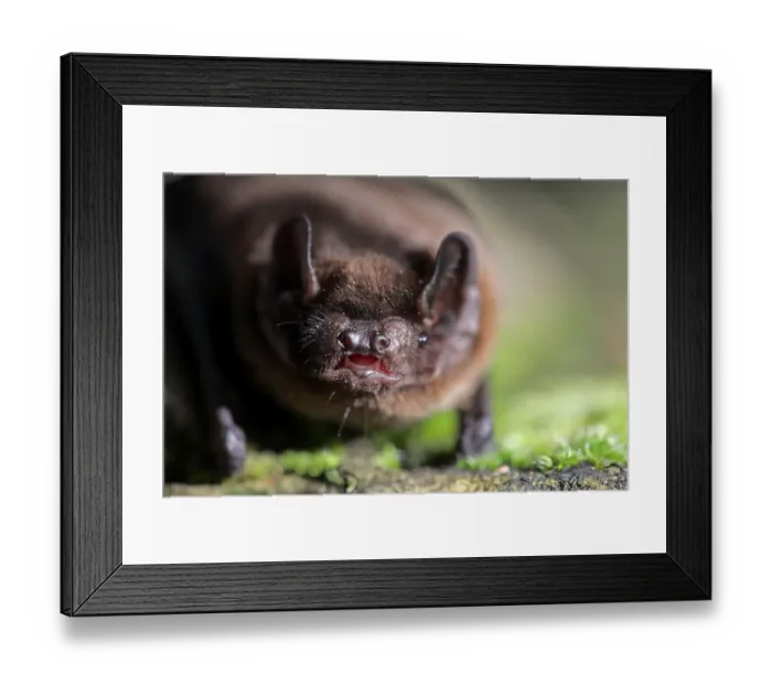 Framed Print : Leisler's Bat (Nyctalus leisleri) adult