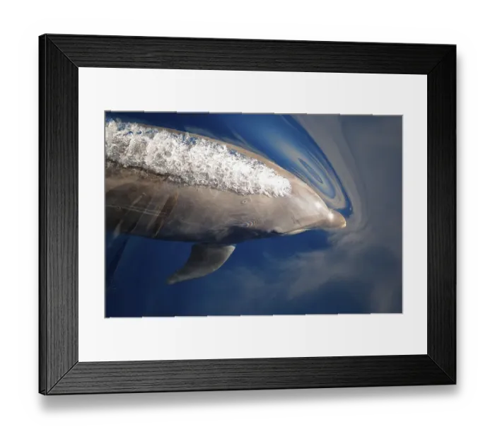 Framed Print : Bottlenose dolphin, bottlenose dolphins