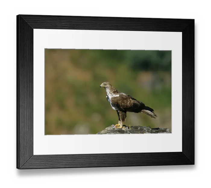 Framed Print : Booted Eagle, Eagle, Birds of Prey Framed Print : Booted Eagle, Eagle, Birds of Prey