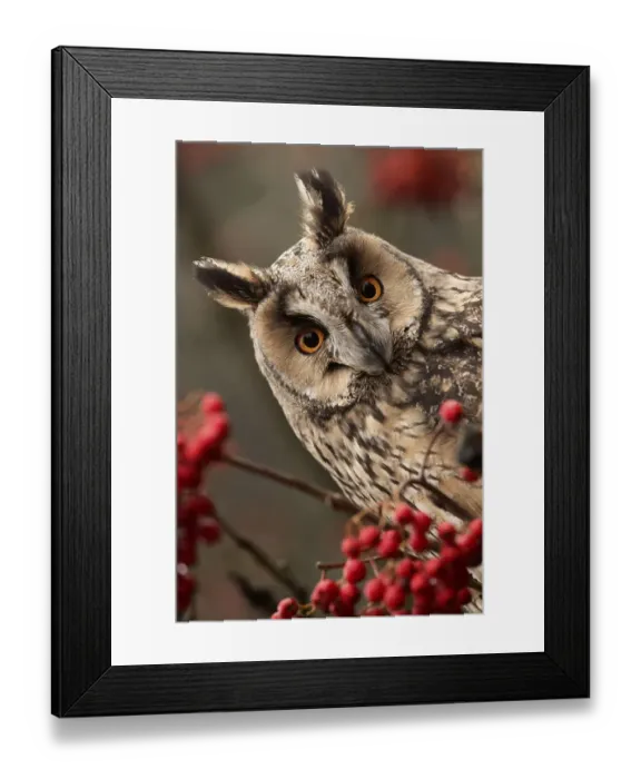 Framed Print : Long-eared owl (Asio otus), adult